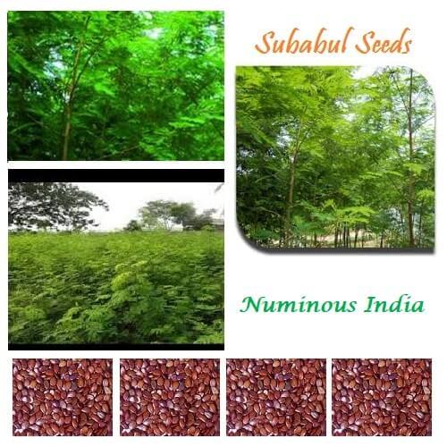Subabul Fodder Tree Seeds - Image 5