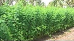 Subabul Fodder Tree Seeds - Image 4