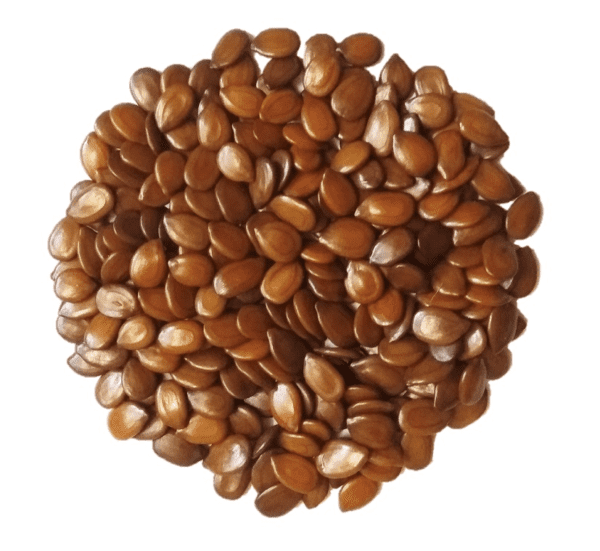 Subabul Fodder Tree Seeds - Image 3