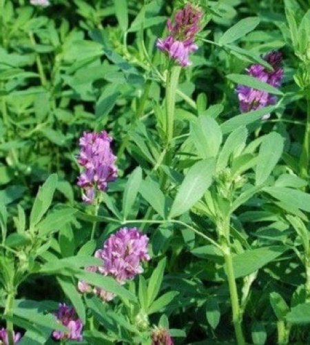 3 alfalfa plant